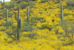 PICTURES/Wildflowers - Desert in Bloom/t_Hillside8.JPG